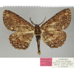 /filer/webapps/moths/media/images/C/cenchris_Hypomecis_HT_ZSMa.jpg