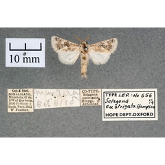 /filer/webapps/moths/media/images/E/eustrigata_Salagena_ST_OUMNH_01.jpg