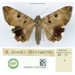/filer/webapps/moths/media/images/S/spectatura_Achaea_HT_BMNH.jpg
