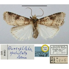 /filer/webapps/moths/media/images/S/spatulata_Euneophlebia_PT_BMNH.jpg