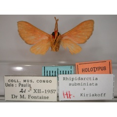 /filer/webapps/moths/media/images/S/subminiata_Rhipidarctia_HT_RMCA_02.jpg