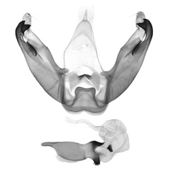 /filer/webapps/moths/media/images/P/pallidilinea_Cyana_GMHT_ZSM.jpg