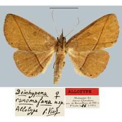 /filer/webapps/moths/media/images/R/ranomafana_Deinypena_AT_MNHN.jpg