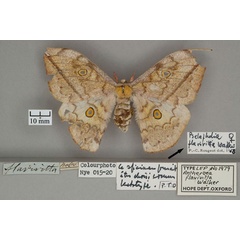 /filer/webapps/moths/media/images/F/flavivitta_Antheroea_HT_OUMNH_01.jpg