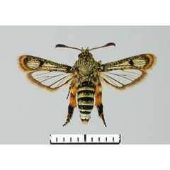 /filer/webapps/moths/media/images/A/andraenipennis_Pseudomelittia_AF_SMNS.jpg