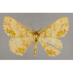 /filer/webapps/moths/media/images/D/dewitzi_Cyclophora_A_ZSM_01.jpg