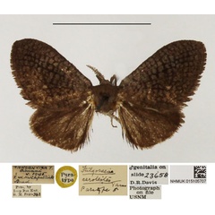 /filer/webapps/moths/media/images/C/cerolestes_Fulgoraecia_PTM_NHMUK_02.jpg