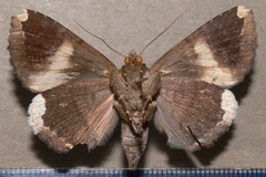 Achaea obvia
