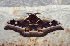 Bunaea alcinoe