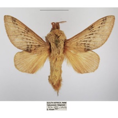 /filer/webapps/moths/media/images/P/pallens_Pallastica_AM_TMSA_05.jpg