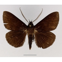 /filer/webapps/moths/media/images/V/vacillans_Facidia_AM_Basquin_02.jpg