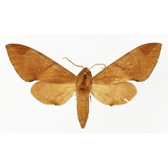 /filer/webapps/moths/media/images/F/foliaceus_Pseudopolyptychus_AF_Basquin.jpg