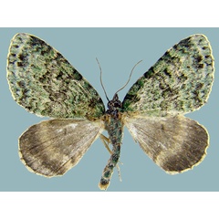 /filer/webapps/moths/media/images/D/dryas_Piercia_AM_ZSMa.jpg