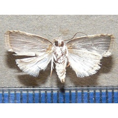 /filer/webapps/moths/media/images/V/virgulana_Pardasena_A_Goff_02.jpg