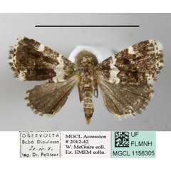 /filer/webapps/moths/media/images/A/aethiops_Pseudozarba_A_MGCLa_01.JPG