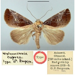 /filer/webapps/moths/media/images/C/cuprea_Westermannia_HT_BMNH.jpg