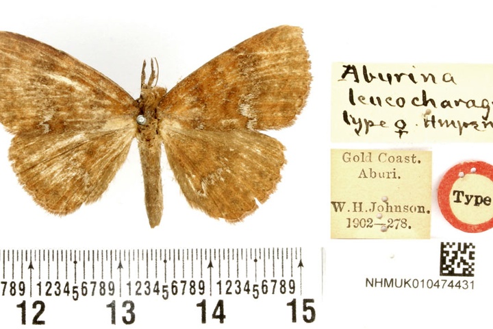 /filer/webapps/moths/media/images/L/leucocharagma_Aburina_HT_BMNH.jpg