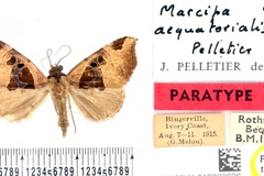 Marcipa aequatorialis