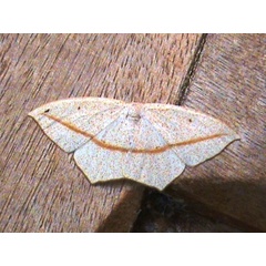/filer/webapps/moths/media/images/T/transsecta_Scopula_A_Guyonnet.jpg