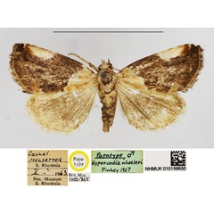 /filer/webapps/moths/media/images/W/wheeleri_Hypercodia_PT_NHMUK.jpg