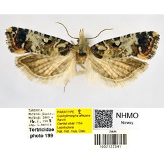 /filer/webapps/moths/media/images/A/africana_Cochylimorpha_PT_NHMO_02.jpg