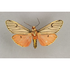 /filer/webapps/moths/media/images/B/bicolor_Teracotona_AM_BMNH.jpg