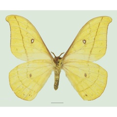 /filer/webapps/moths/media/images/F/flavinata_Tagoropsis_AM_Basquinb.jpg