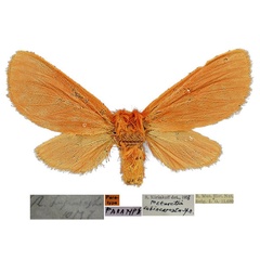 /filer/webapps/moths/media/images/S/subincarnata_Metarctia_PT_RBINS_01_JESUJJv.jpg