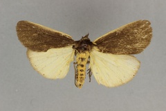 Estigmene ochreomarginata
