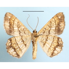 /filer/webapps/moths/media/images/S/streniata_Chiasmia_A_MGCLb_01.JPG