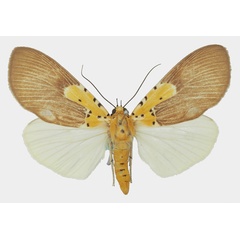 /filer/webapps/moths/media/images/S/speciosa_Asota_AF_Basquina.jpg