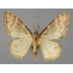 /filer/webapps/moths/media/images/S/sublimbaria_Idaea_A_ZSM_02.jpg