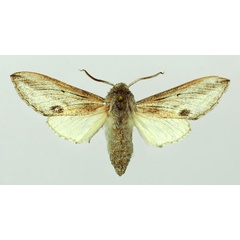 /filer/webapps/moths/media/images/M/monospila_Ellenbeckia_AM_Basquin.jpg