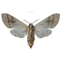 /filer/webapps/moths/media/images/S/schreieri_Neoclanis_PTF_EMEMb.jpg