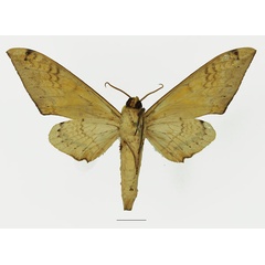 /filer/webapps/moths/media/images/A/admatha_Pseudoclanis_AM_Basquin_02b.jpg