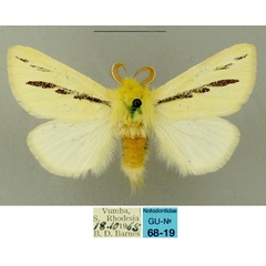 /filer/webapps/moths/media/images/I/insignata_Antheua_AM_Schintlmeister.jpg