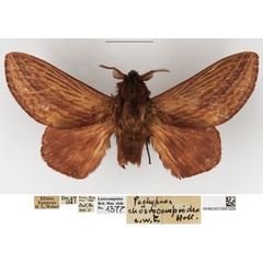 /filer/webapps/moths/media/images/C/choerocampoides_Cheligium_AM_NHMUK.jpg