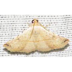 /filer/webapps/moths/media/images/G/gayneri_Eublemma_A_Braun_10.jpg