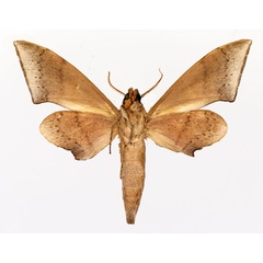 /filer/webapps/moths/media/images/S/septentrionalis_Neopolyptychus_AM_Basquin_02.jpg