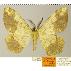 /filer/webapps/moths/media/images/D/dichroma_Colocleora_HT_ZSMa.jpg