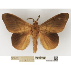 /filer/webapps/moths/media/images/H/heres_Lechriolepis_AM_NHMUK_03.jpg