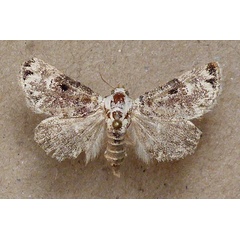 /filer/webapps/moths/media/images/S/scitula_Eublemma_A_Butler.jpg