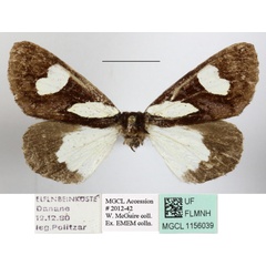 /filer/webapps/moths/media/images/L/leona_Schausia_A_MGCLa_01.JPG