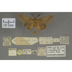 /filer/webapps/moths/media/images/W/wilsoni_Chrysopsyche_PTM_OUMNHa_01.jpg