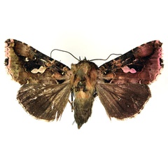 /filer/webapps/moths/media/images/M/mapongua_Ctenoplusia_AF_RMCA.jpg