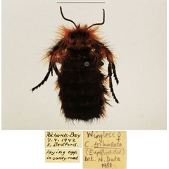 /filer/webapps/moths/media/images/T/trilineata_Cyrtojana_AF_TMSA.jpg