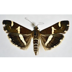 /filer/webapps/moths/media/images/R/recurvalis_Spoladea_A_NHMO.jpg