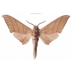 /filer/webapps/moths/media/images/M/molitor_Pseudoclanis_AM_EMEM_01a.jpg