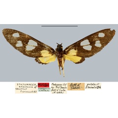 /filer/webapps/moths/media/images/A/anastasia_Stictonaclia_NAT_MNHN.jpg