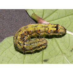 /filer/webapps/moths/media/images/A/armigera_Helicoverpa_C_Goff_01.jpg